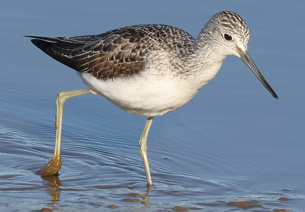 Greenshank